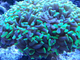 Hammer Coral