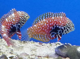 Blue Star Leopard Wrasses