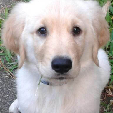 Lemmie, our Golden Retriever