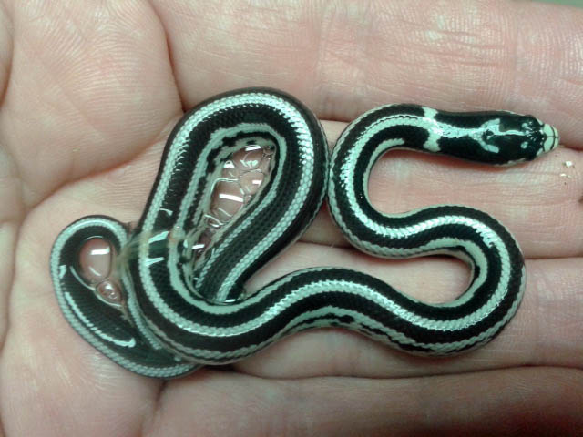 Hatchling California Kingsnake