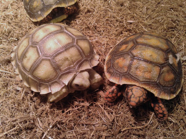 Baby Tortoises