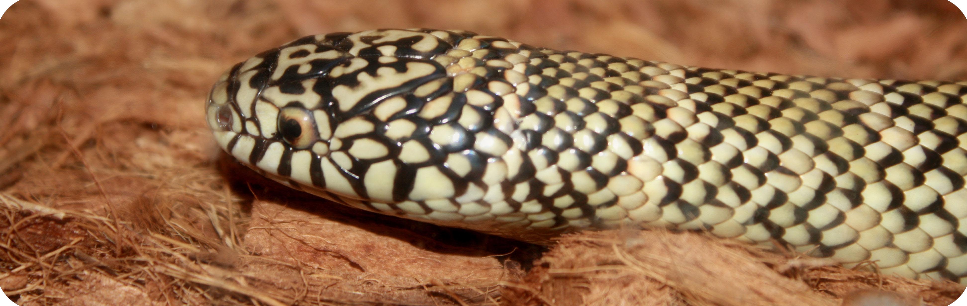 Jake the Snake : Photo by On Location Photo Studios