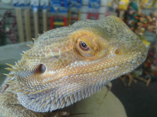 Norbert the Bearded Dragon