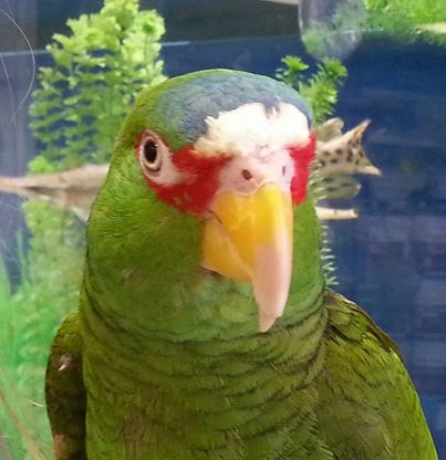 Spectacled Amazon Parrot