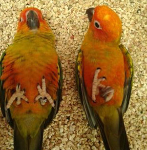 Sun Conures